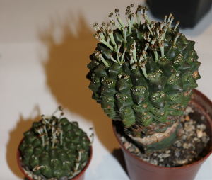 blühende Pflanzen von Euphorbia gymnocalycioides